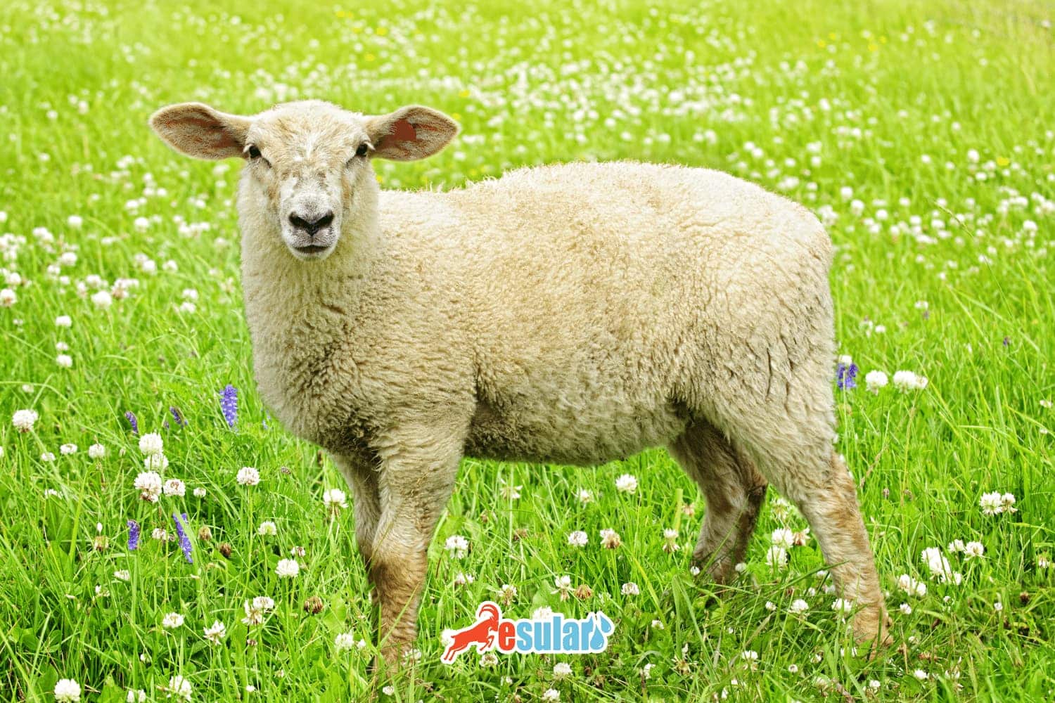 Experience Eid Night on the Bosphorus Waters